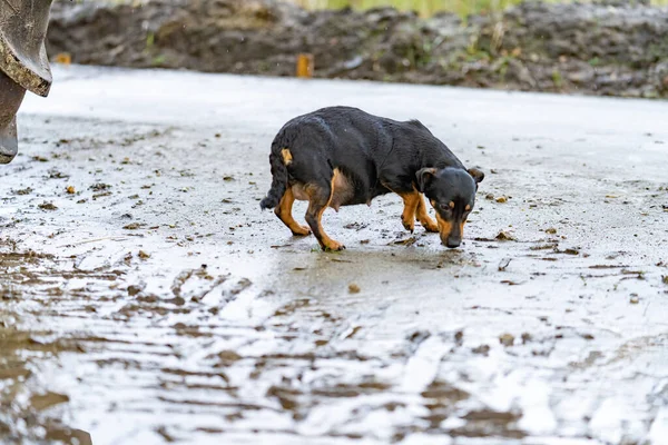 A fat pregnant Jack russel terrier. The dog is walking outside in the mud. She sniffs around the farm. One hour before the puppies are born — Stock Photo, Image