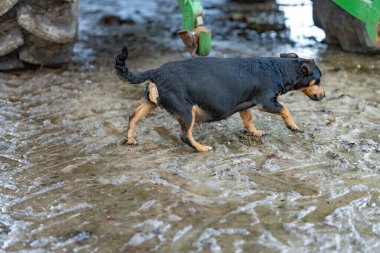 Şişko hamile Jack Russel Terrier. Köpek dışarıda çiftlikte çamurda yürüyor.