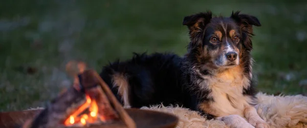 Portrait of an Australian Shepherd, by the campfire. Dog lies on fur coat at dusk. Long cover, social media of web banner — Stock Photo, Image