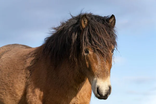 Egy vad Exmoor póni feje, a hollandiai Fochteloo-ban található kék ég ellen — Stock Fotó