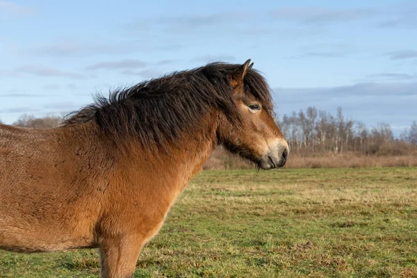 Chef för en vild Exmoor ponny, mot en blå himmel i naturreservatet i Fochteloo, Nederländerna — Stockfoto