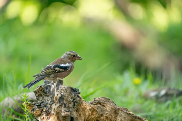 Grüner und gelber Singvogel, Grünfink, der auf einem alten Baumstamm steht. Im Hintergrund Gras und Äste — Stockfoto