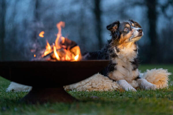 Portrait of an Australian Shepherd, by the campfire. Dog lies on fur coat and looks around during the blue hour