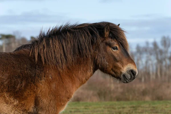 Egy vad Exmoor póni feje, a hollandiai Fochteloo-ban található kék ég ellen — Stock Fotó