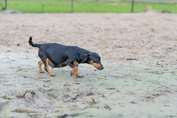 En fet gravid Jack Russel terrier. Hunden går ut i leran. — Stockfoto