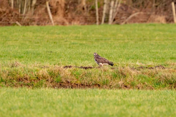 Grote roofvogel loopt op de rand van een greppel in een weide en — Stockfoto