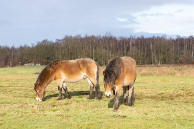 Vahşi Exmoor midillileri sürüsü, Equus ferus Caballus, bir doğa koruma alanında otlar. Fochteloo, Hollanda.