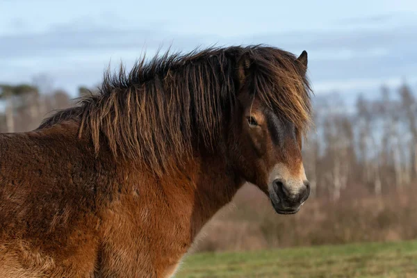 Egy vad Exmoor póni feje, a hollandiai Fochteloo-ban található kék ég ellen — Stock Fotó