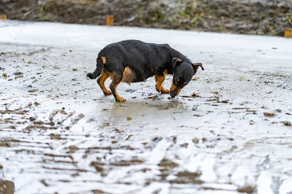 A fat pregnant Jack russel terrier. The dog is walking outside on the farm in the mud — Stock Photo, Image