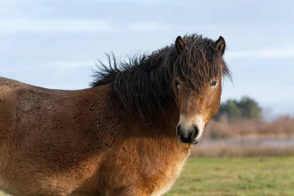 Chef d'un poney sauvage Exmoor, contre un ciel bleu dans la réserve naturelle de Fochteloo, Pays-Bas — Photo