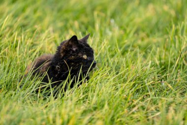Çimenlerde sarı gözlü siyah bir vahşi kedi. Kafasında örümcek ağı var.