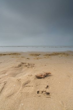 Sahildeki bir tahta parçasının seçici keskinliği. Gözetleme denizi ve arka planda güzel altın plaj. Tatil kavramı