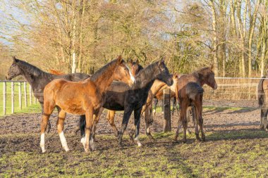 Bir at sürüsü toplandı. Kırsal alanda, renk, kestane, kahverengi, gri ve siyah aygırlar çeşitliliği