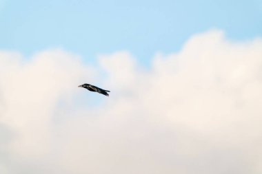 Kışın mavi dramatik gökyüzünde bir karga uçar