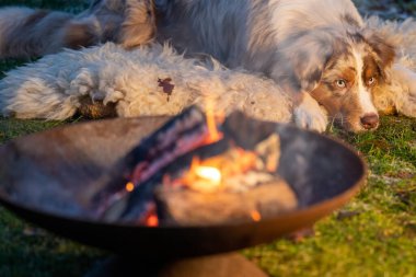 Bir Avustralya çoban köpeği portresi, kamp ateşinin yanında. Köpek alacakaranlıkta kürk mantonun üzerine yatar. Kamp ateşinin yanında bir Avustralya çoban köpeği portresi. Köpek alacakaranlıkta bir kürk halısında yatıyor. Köpeğe odaklan.