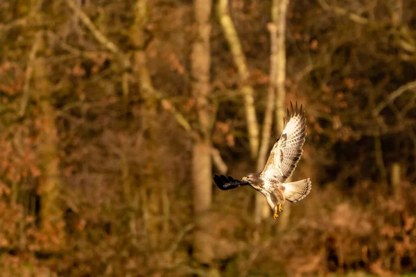 Large bird of prey flies in the air and hunts for food. Majestic brown-feathered buzzard with a forest in the background