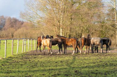 Bir at sürüsü toplandı. Kırsal alanda, renk, kestane, kahverengi, gri ve siyah aygırlar çeşitliliği