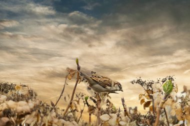 Ortanca dalında oturan bir serçe panoraması. Arkasına bakıyor, renkli bulutlu bir akşam gökyüzüne yakın çekim yapıyor. Web pankartı, kapak