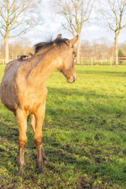 One year old Thoroughbred horse stands in a green area in rural pastures. The stallion looks back. Nice yellow, buckskin color