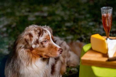 Avustralya çoban başı portresi, üzerinde peynir ve şarap olan kamp masasının yanında duran köpek. Alacakaranlıkta altın kamp ateşinde yanacak.