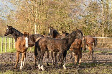 Bir at sürüsü toplandı. Kırsal alanda, renk, kestane, kahverengi, gri ve siyah aygırlar çeşitliliği