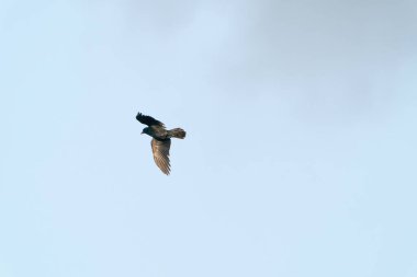 Kışın ağaçların tepesinde mavi bulutlu gökyüzünde bir karga uçar.