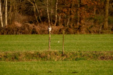 Büyük bir yırtıcı kuş çayırdaki bir hendeğin kenarındaki bir direkte oturur ve yiyecek için avlanır. Görkemli kahverengi tüylü akbaba. Arka planda bir orman var.