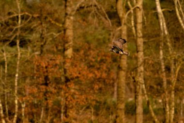Büyük yırtıcı kuş havada uçar ve yiyecek için avlanır. Görkemli kahverengi tüylü akbaba. Arka planda bir orman var.