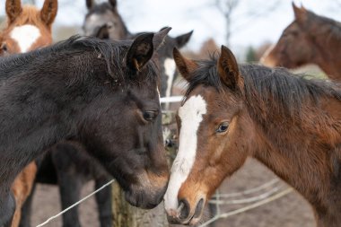 Atlar bir aygır sürüsünün içinde. Kahverengi, gri ve tilki renklerine merakla bakıyorlar. Atlar çamur ve ottan kirlenir.