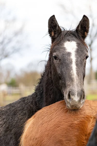 Black horse head appears over a horses butt straight into the camera. The stallion looks curiously into the camera. Horses are dirty from mud and grass