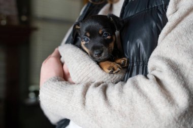 Kadının kolunda beş haftalık Jack Russell Terrier köpeği var. Köpeği. Krem renkli arka plan. Kadının bir parçası