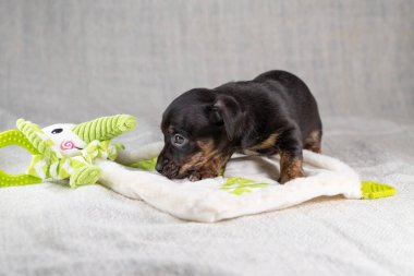 Kahverengi ve siyah, brindle Jack Russell Terrie yavrusu. Oyuncak bir fili koklamak. Yandan görülen bir köpek. Krem renkli arkaplan