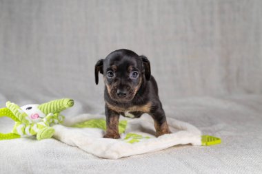 Kahverengi ve siyah, brindle Jack Russell Terrie yavrusu. Oyuncak bir filin üstünde duruyor. Önde köpek görüldü. Krem renkli arkaplan