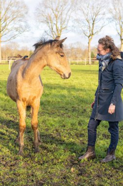 Young woman in a raincoat with her yellow 1 year old stallion in the pasture. Curious horses head while being brushed. Brush is on his butt