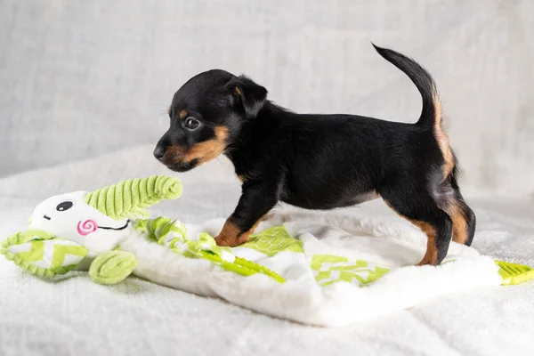 Brown and black, Jack Russell Terrie puppy. Curiously on a toy elephant. Dog seen from the side. Cream colored background