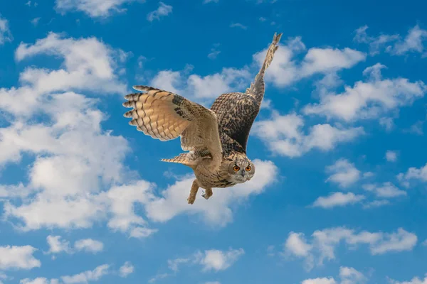 Un búho águila eurasiática o búho águila. Vuela con alas extendidas contra un cielo nublado azul y blanco. Los ojos rojos te miran mientras está cazando. Colores frescos, paisaje nublado, foto compuesta —  Fotos de Stock