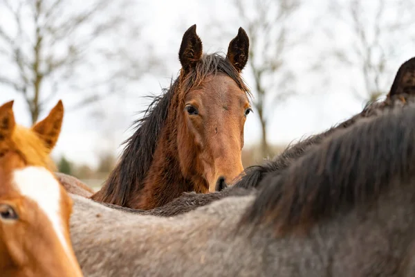 Brown horses head looks over the mane of a gray horse straight into the camera. Horses are dirty from mud and grass