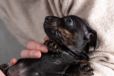 Kadının kolunda beş haftalık Jack Russell Terrier köpeği var. Bacakların alt kısmı görünür. Vücudun bir parçası, seçici odaklanma