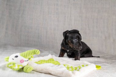 Kahverengi ve siyah brindle Jack Russell Terrier köpek yavrusu. Oyuncak fil konusunda inatçıdır. Yandan görülen bir köpek. Krem renkli arkaplan