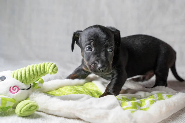 Brown and black brindle Jack Russell Terrier dog puppy. Curious about a toy elephant. Dog seen from the side. Cream colored background