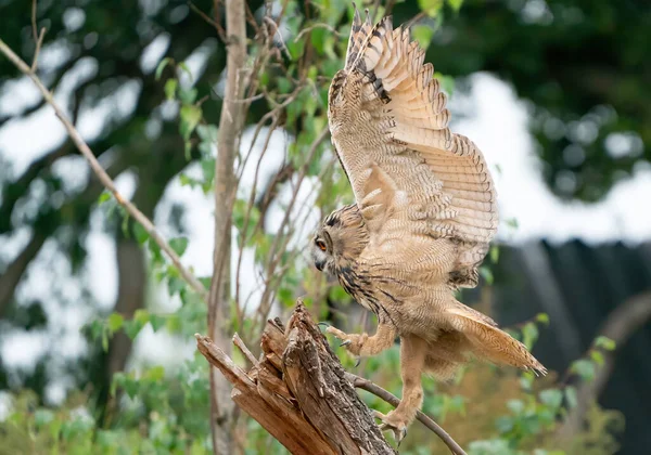 A Eurasian Eagle Owl or Eagle Owl. Land on a stump. . With spread wings and claws out, just above the stump. Seen from the side, in the forest