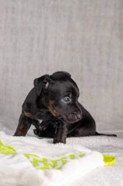 Kahverengi ve siyah brindle Jack Russell Terrier köpek yavrusu. Oyuncak bir fille kendini güvende hissetmiyor. Yandan görülen bir köpek. Krem renkli arkaplan