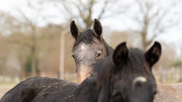 Part of horse heads into a herd of stallions. They look curiously into the camera, black and gray colors. Horses are dirty from mud and grass