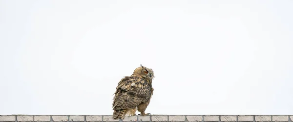 Panorama of an Eagle Owl. Sit on the ridge of a wall. Bird looks back, the red eyes stare at you. White background place for own text. Cover, social media or webbanner