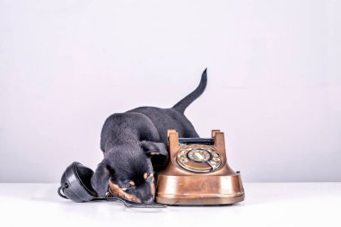 Jack Russell yavru köpek eski bir polis ve Bakelite telefonunu kokluyor. Telefon ahizesi telefonun yanındadır. Eski çevirmeli ve klasik telefon başlıklı. Retro vintage instagram ile