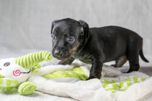 Brown and black brindle Jack Russell Terrier dog puppy. Curious about a toy elephant. Dog seen from the side. Cream colored background