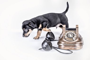 Jack Russell 'ın yavru köpeği eski bir polis ve bakalit telefonun yanından geçiyor. Telefon ahizesi telefonun yanındadır. Eski çevirmeli ve klasik telefon başlıklı. Retro vintage instagram filtresi ile