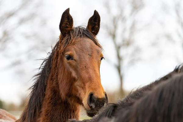 Brown horses head looks over the mane of a gray horse straight into the camera. Horses are dirty from mud and grass