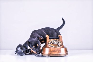 Jack Russell yavru köpek eski bir polis ve Bakelite telefonunu kokluyor. Telefon ahizesi telefonun yanındadır. Eski çevirmeli ve klasik telefon başlıklı. Retro vintage instagram ile