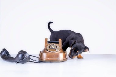 Jack Russell yavru köpek eski bir polis ve Bakelite telefonunu kokluyor. Telefon ahizesi telefonun yanındadır. Eski çevirmeli ve klasik telefon başlıklı. Retro vintage instagram ile